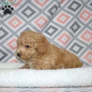 Petey, Bich-Poo Puppy